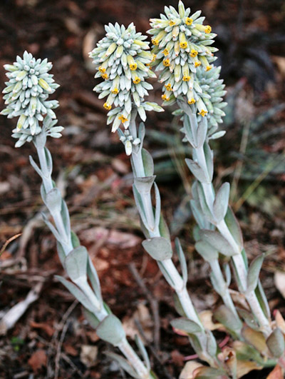 Kalanchoe thyrsiflora: Photographed by Johannes Vogel